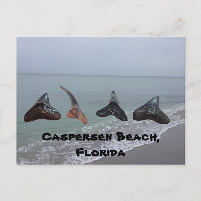 Old Fossilised Shark Teeth Florida Beach Treasures Postcard (Front)