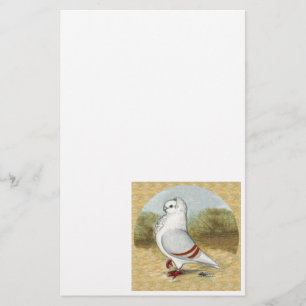 Old German Owl Pigeon In the Round