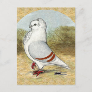 Old German Owl Pigeon In the Round Postcard