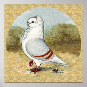 Old German Owl Pigeon In the Round Poster