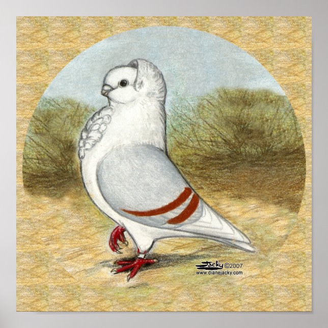 Old German Owl Pigeon In the Round Poster (Front)