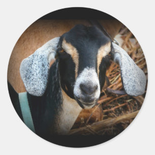 Old Goat Nubian Portrait Photo Classic Round Sticker