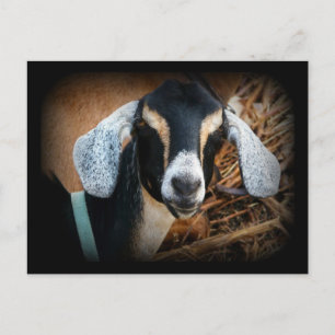 Old Goat Nubian Portrait Photo Postcard