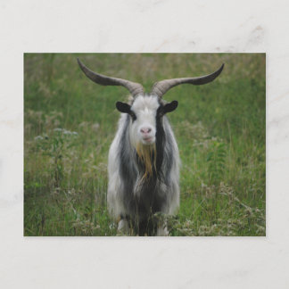 Old Goat Postcard