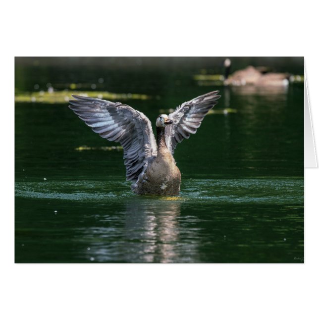 Old Goose Wing Action (Front Horizontal)