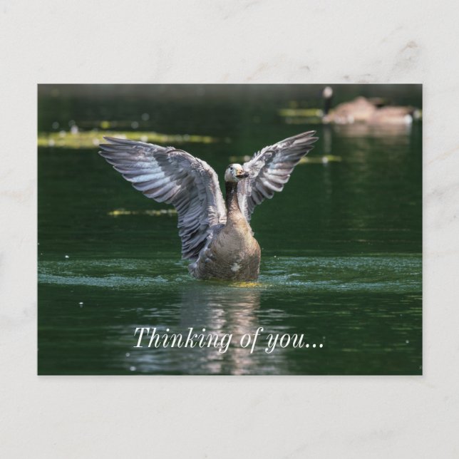 Old Goose Wing Action Postcard (Front)