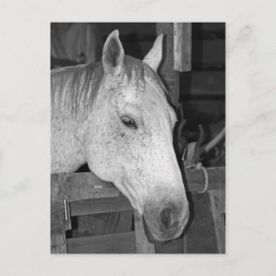 Old Grey Horse Postcard