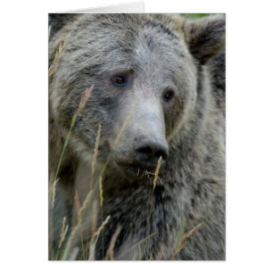 Old Grizzly Bear