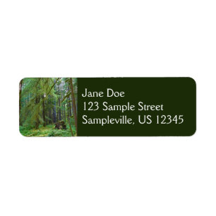 Old Growth Forest