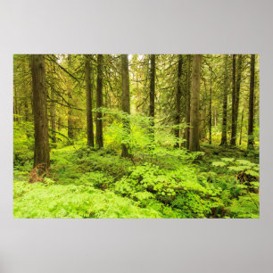 old growth forest at grove of the Patriarchs Poster