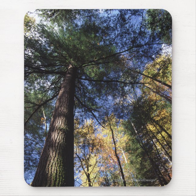 Old Growth Forest Mouse Mat (Front)