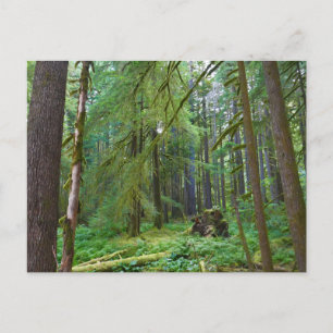 Old Growth Forest Postcard