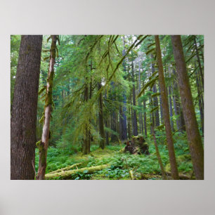 Old Growth Forest Poster