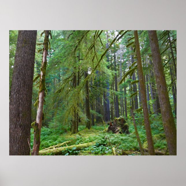 Old Growth Forest Poster (Front)