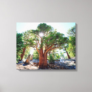 Old-growth Juniper tree in the Sierras Canvas Print