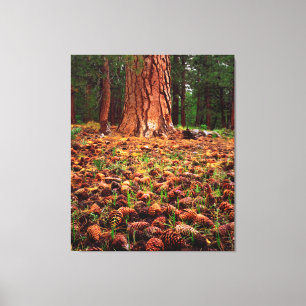 Old-growth Ponderosa tree with pine cones Canvas Print
