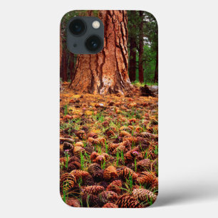 Old-growth Ponderosa tree with pine cones iPhone 13 Case