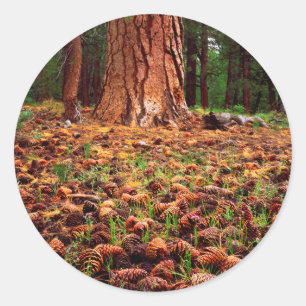 Old-growth Ponderosa tree with pine cones Classic Round Sticker