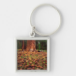 Old-growth Ponderosa tree with pine cones Key Ring