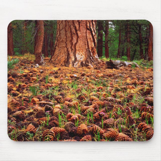 Old-growth Ponderosa tree with pine cones Mouse Mat (Front)