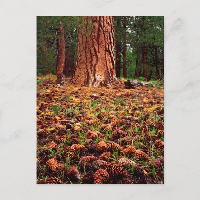 Old-growth Ponderosa tree with pine cones Postcard (Front)
