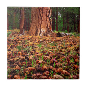 Old-growth Ponderosa tree with pine cones Tile