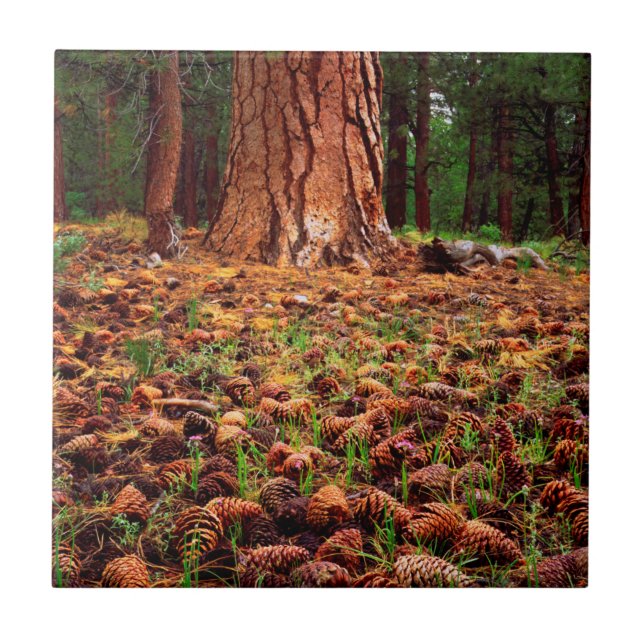 Old-growth Ponderosa tree with pine cones Tile (Front)