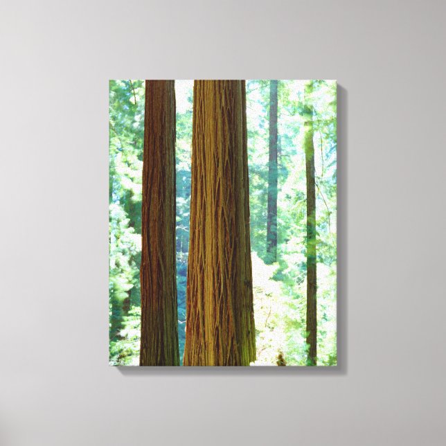 Old-growth Redwood trees Canvas Print (Front)