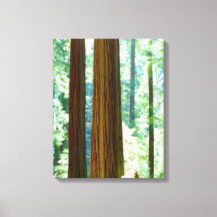 Old-growth Redwood trees Canvas Print
