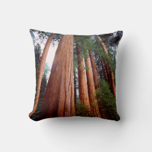 Old-growth Sequoia Redwood trees Cushion