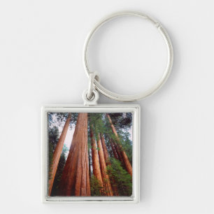 Old-growth Sequoia Redwood trees Key Ring