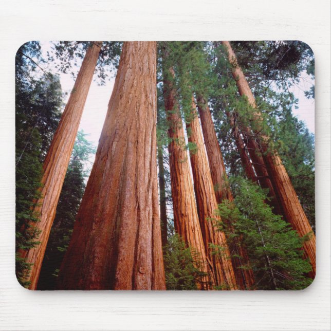 Old-growth Sequoia Redwood trees Mouse Mat (Front)
