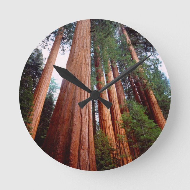 Old-growth Sequoia Redwood trees Round Clock (Front)