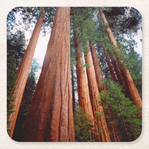 Old-growth Sequoia Redwood trees Square Paper Coaster