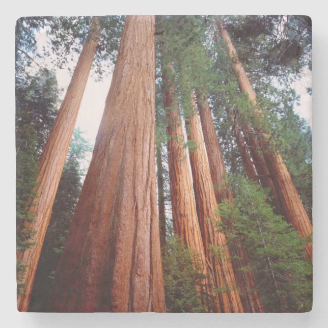 Old-growth Sequoia Redwood trees Stone Coaster (Front)