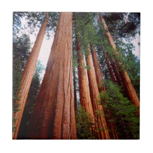 Old-growth Sequoia Redwood trees Tile
