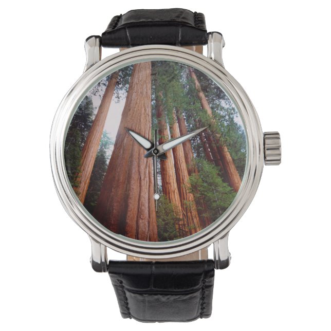 Old-growth Sequoia Redwood trees Watch (Front)