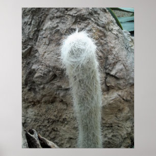 Old Man Cactus Photo Mexico Southwest Cacti Poster
