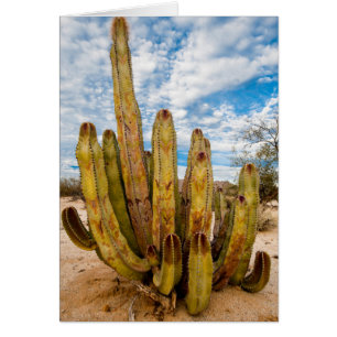 Old Man Cactus portrait, Mexico
