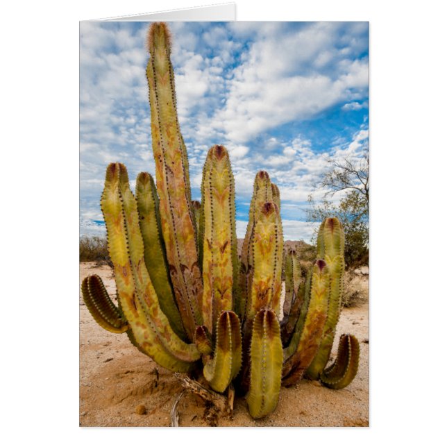 Old Man Cactus portrait, Mexico (Front)