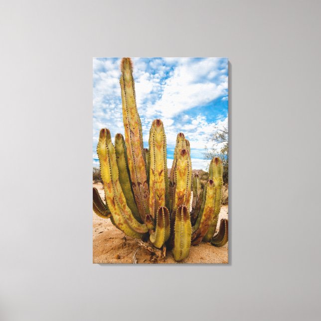Old Man Cactus portrait, Mexico Canvas Print (Front)