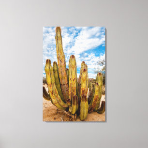 Old Man Cactus portrait, Mexico Canvas Print