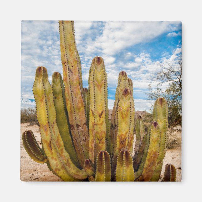 Old Man Cactus portrait, Mexico Magnet (Front)