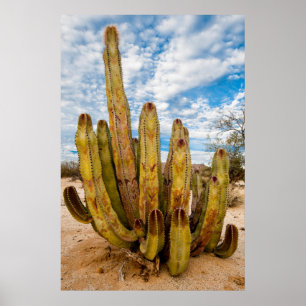 Old Man Cactus portrait, Mexico Poster