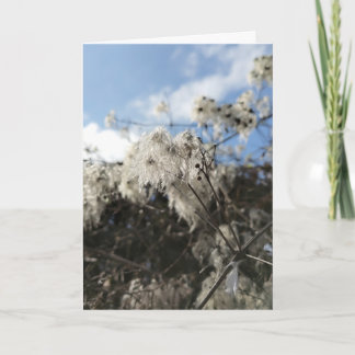 Old Man's Beard Card