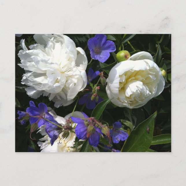 Old Masters Garden Postcard (Front)