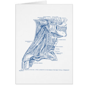 Old Medical Drawing Muscles of the Neck Blue