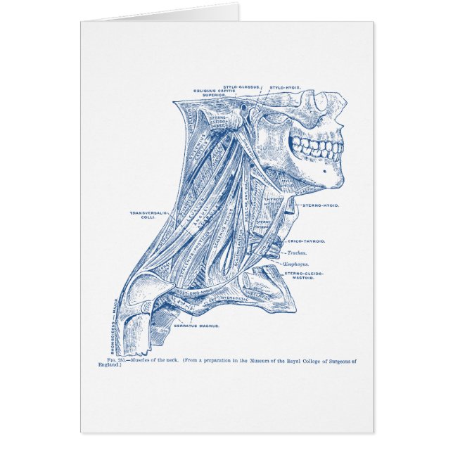 Old Medical Drawing Muscles of the Neck Blue (Front)