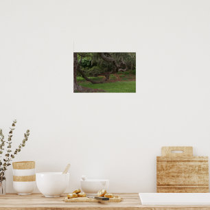 Old Oak Poster