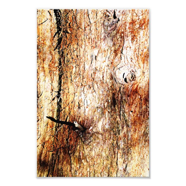 Old Oak Tree Bark Photo Print (Front)
